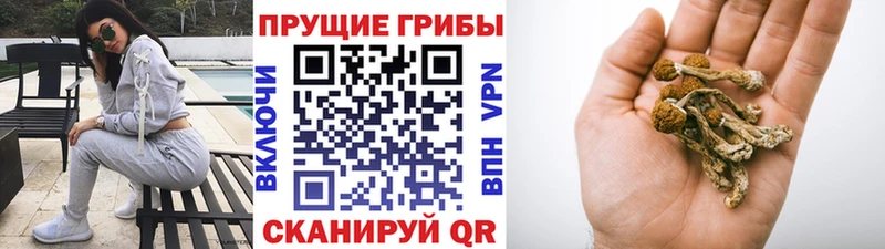 где купить наркоту  Среднеколымск  OMG ТОР  Галлюциногенные грибы Psilocybine cubensis 